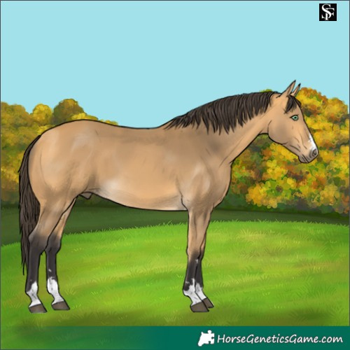 Horse Color:Pseudo Buckskin