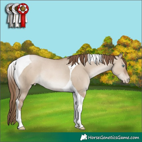 Horse Color:Grullo Pearl Tobiano Appaloosa Rabicano 