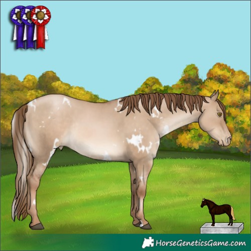 Horse Color:White Spotted Liver Red Dun Pearl Rabicano 