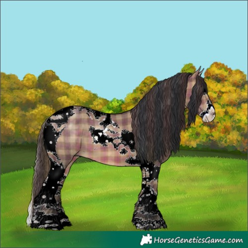 Horse Color:Plaid Brown Dun Splash Tobiano