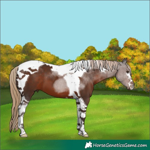 Horse Color:Liver Chestnut Tobiano
