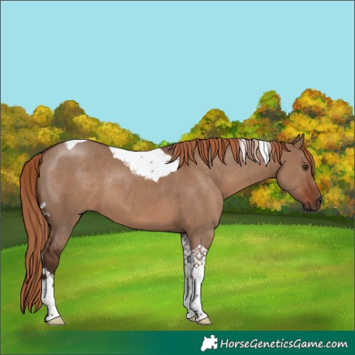 Horse Color:Liver Red Dun Tobiano 
