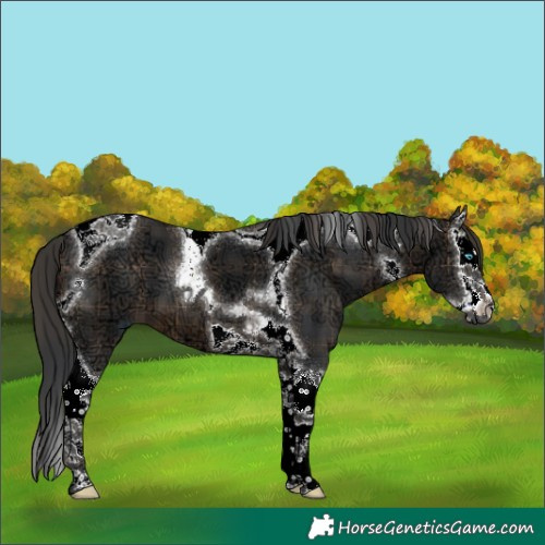 Horse Color:Plaid Brown Ice Splash Tobiano