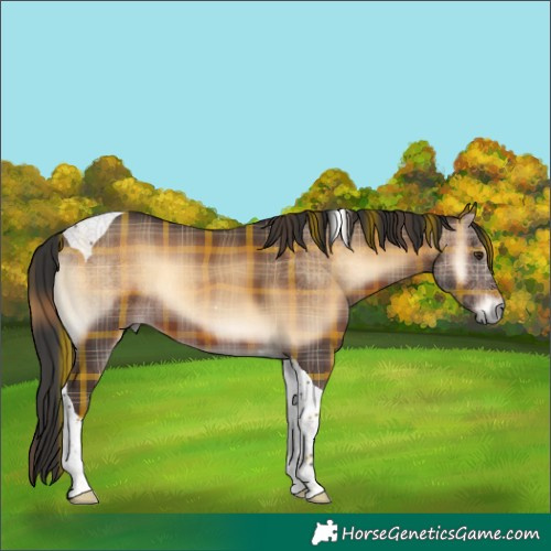 Horse Color:Plaid  Liver Red Onyx Tobiano Rabicano 