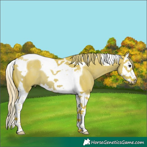Horse Color:Watercolor Liver Red Dun Splash Tobiano 