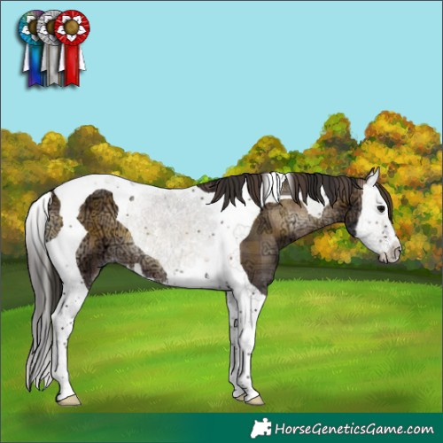 Horse Color:Plaid Brown Ice Onyx Splash Tobiano