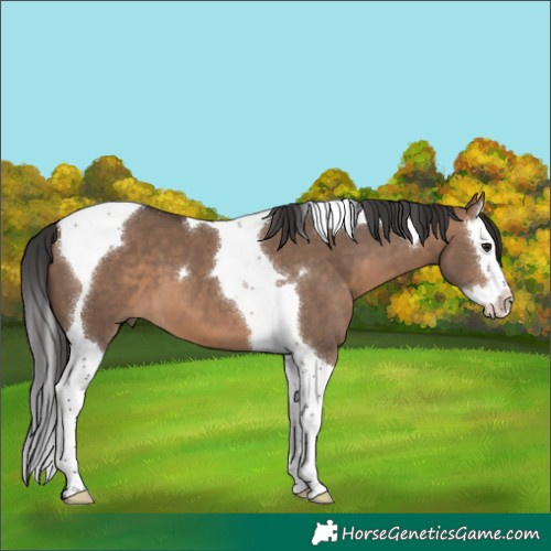 Horse Color:Brown Dun Splash Tobiano