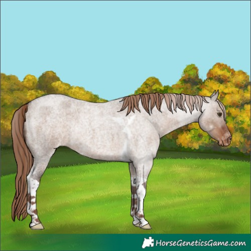 Horse Color:Liver Red Dun Roan Tobiano Appaloosa