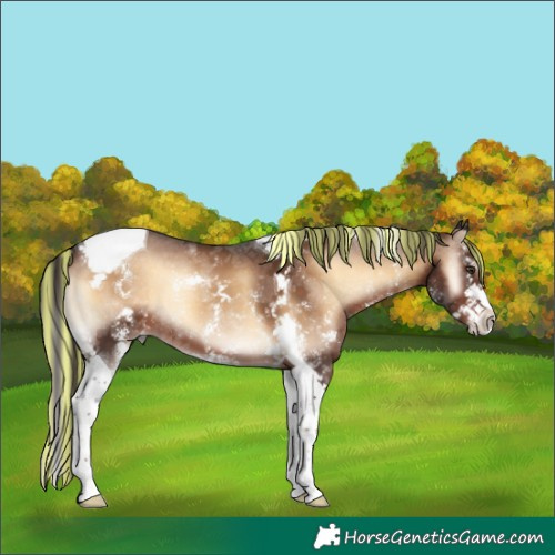 Horse Color:Painted Liver Red Onyx Sabino Splash Tobiano