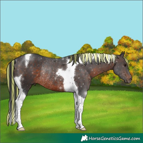 Horse Color:Painted Brown Tobiano Rabicano
