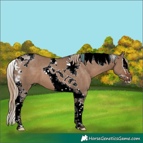 Horse Color:Liver Red Dun Splash Tobiano