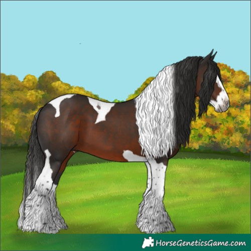 Horse Color:Gray Liver Chestnut Splash Tobiano