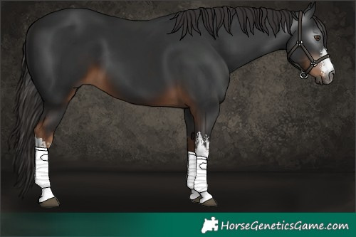 Horse Color:Gray White Spotted Liver Chestnut 