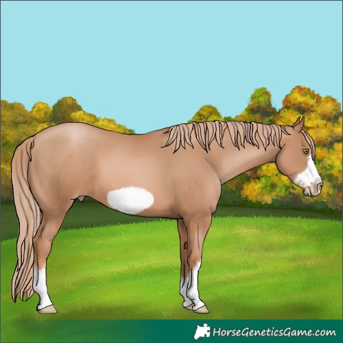 Horse Color:White Spotted Chestnut Pearl Frame 