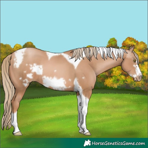 Horse Color:White Spotted Chestnut Pearl Tobiano Frame 