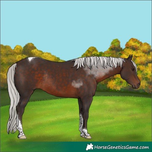 Horse Color:Silver Brown Tobiano Rabicano 