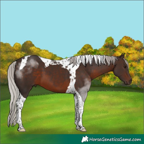 Horse Color:Silver Brown Tobiano