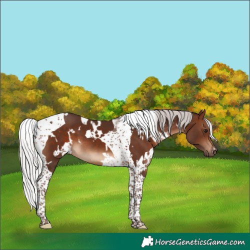 Horse Color:White Spotted Silver Brown Tobiano