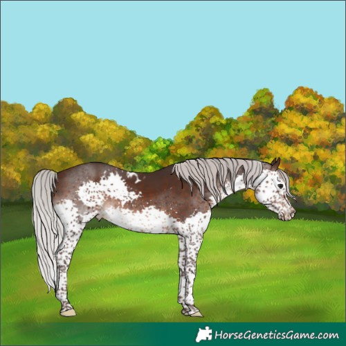 Horse Color:White Spotted Silver Brown Splash Tobiano