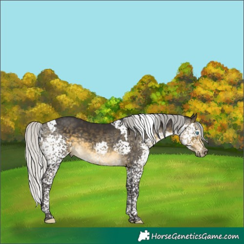Horse Color:Silver Buckskin Splash Tobiano Rabicano