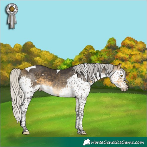 Horse Color:White Spotted Silver Buckskin Splash Tobiano 