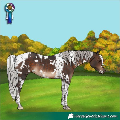 Horse Color:White Spotted Silver Brown Tobiano Rabicano