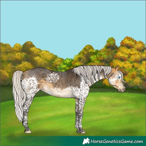 Horse Color:Silver Buckskin Splash Tobiano Rabicano