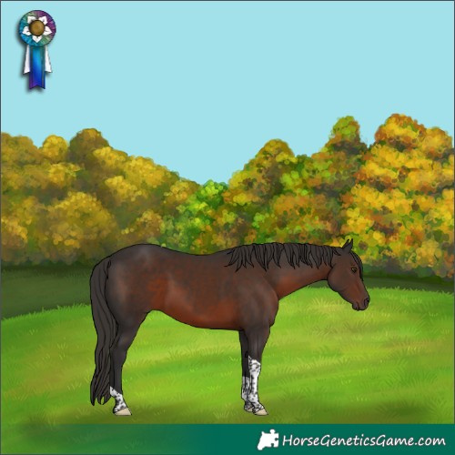 Horse Color:Liver Chestnut Tobiano Rabicano 