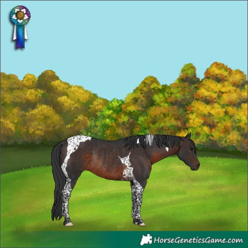 Horse Color:Brown Tobiano Rabicano