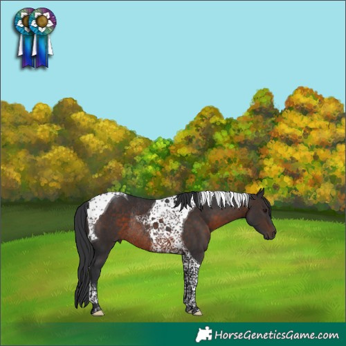 Horse Color:Brown Tobiano Rabicano