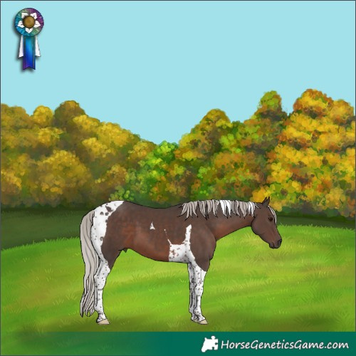 Horse Color:Silver Black Tobiano