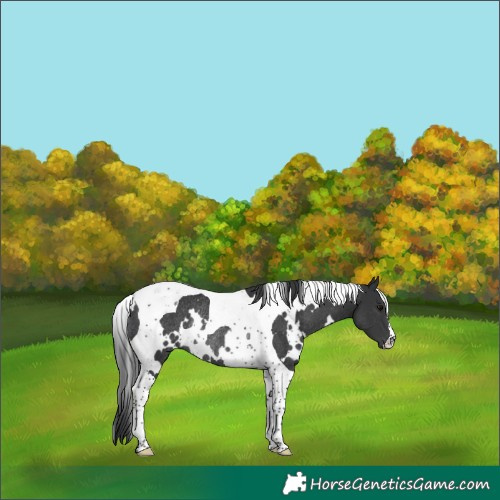 Horse Color:White Spotted Black Tobiano Rabicano