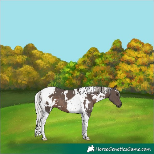 Horse Color:White Spotted Silver Black Tobiano 