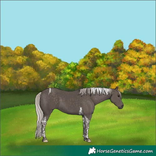 Horse Color:Silver Black Tobiano 
