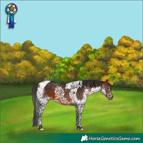 Horse Color:Brown Splash Tobiano 