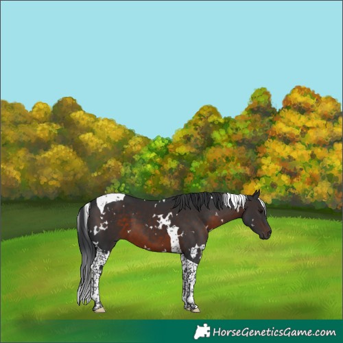Horse Color:White Spotted Brown Tobiano