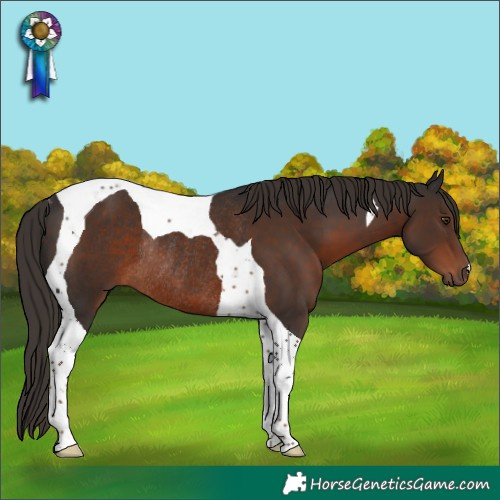 Horse Color:Liver Chestnut Tobiano Rabicano 