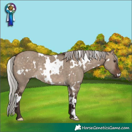 Horse Color:White Spotted Silver Brown Dun Rabicano