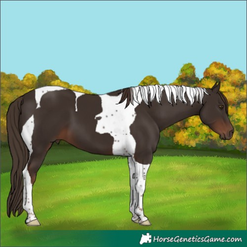 Horse Color:Liver Chestnut Tobiano