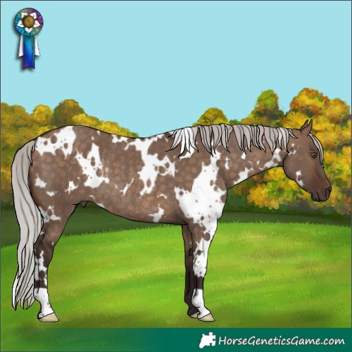 Horse Color:White Spotted Silver Brown Dun Rabicano 