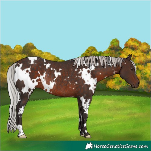 Horse Color:White Spotted Silver Brown Rabicano