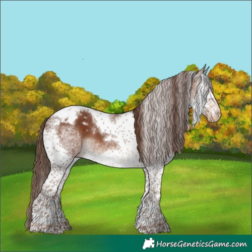 Horse Color:Powder White Liver Chestnut Splash Tobiano Frame Appaloosa