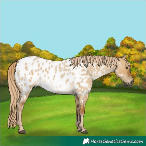 Horse Color:Gray Palomino Roan Dun Appaloosa
