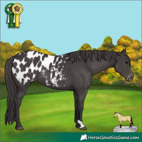 Horse Color:Smoky Black Appaloosa 