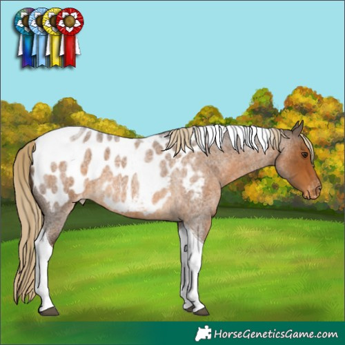Horse Color:Chocolate Palomino Roan Tobiano Appaloosa