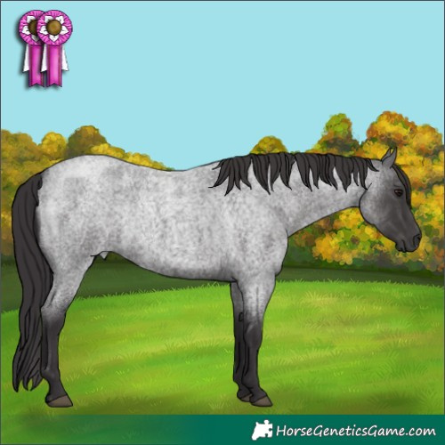 Horse Color:Smoky Blue Roan Rabicano 