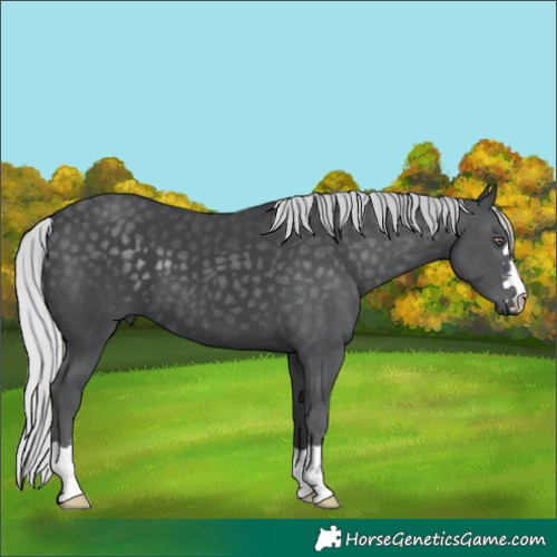 Horse Color:Silver Black Chinchilla 