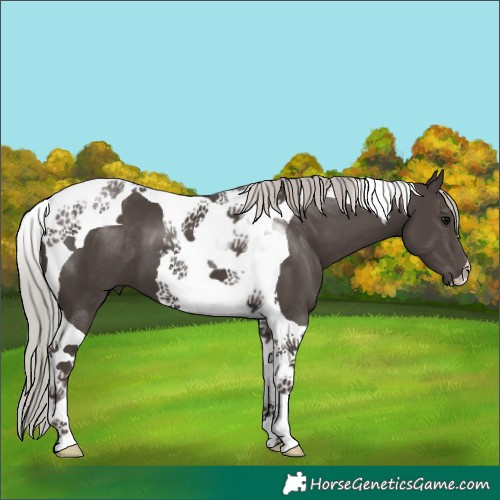 Horse Color:Silver Black Tobiano 
