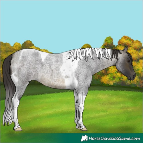 Horse Color:Buckskin Roan Tobiano 