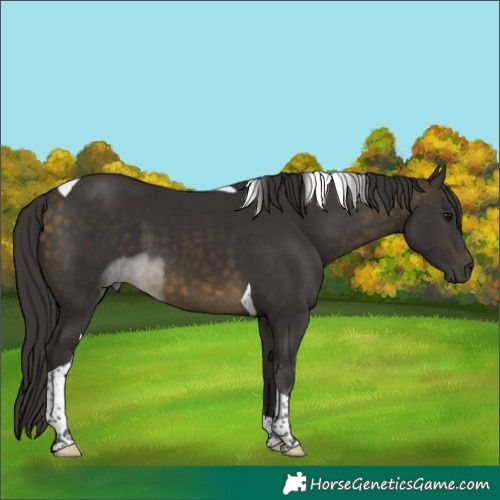 Horse Color:Buckskin Tobiano 